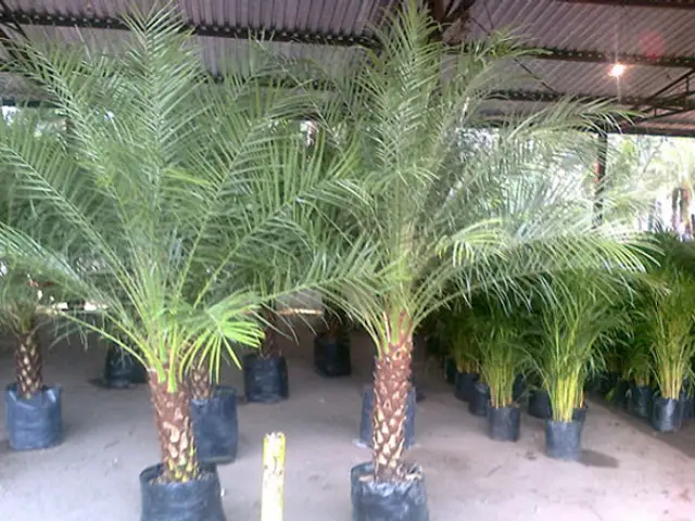Palma robelini (Phoenix roebelenii)