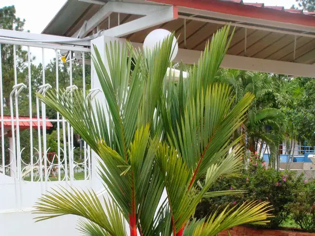 Palma Roja (Cyrtostachys renda)