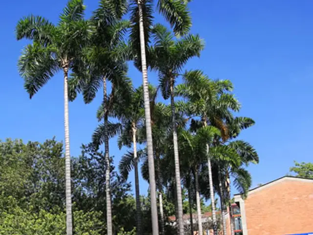 Palma Sancona (Syagrus sancona)