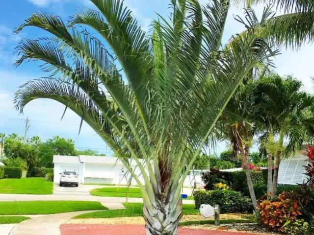 Palma Triangular (Dypsis decaryi)