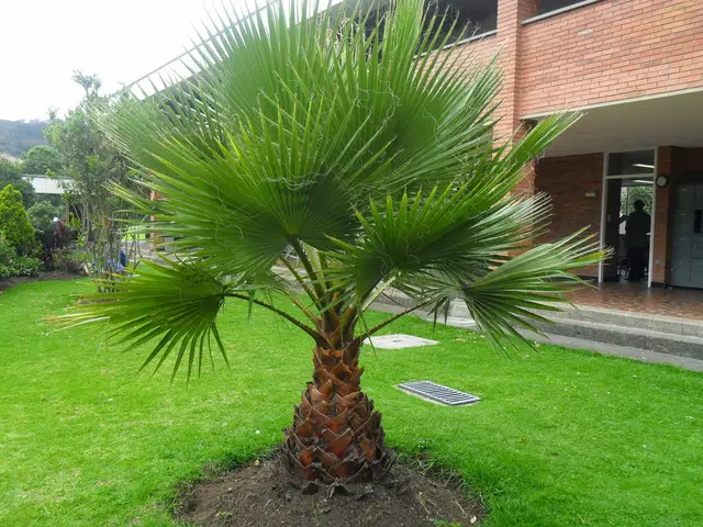 Palma Washingtonia (Washingtonia filifera)