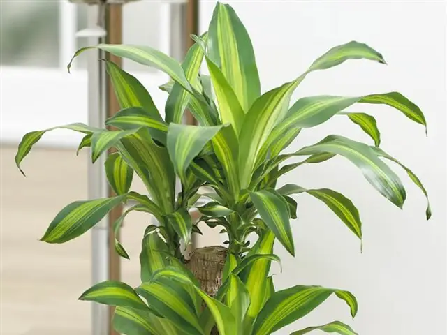 Palo de Brasil (Dracaena marginata)