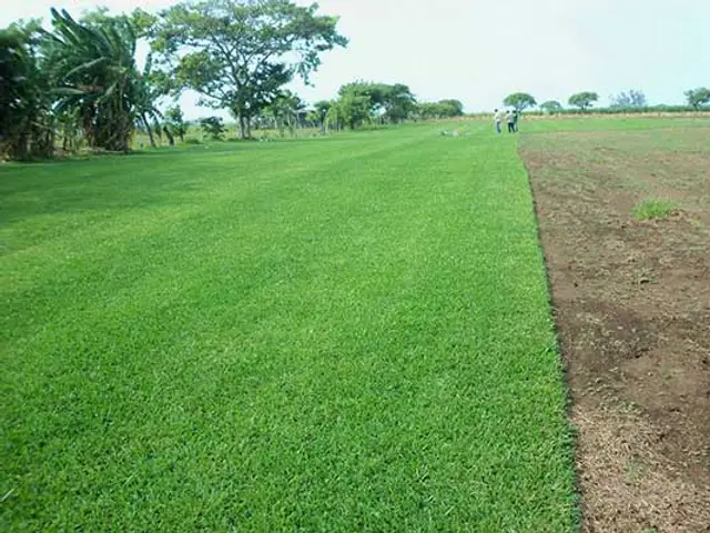 Pasto Bermuda 419 (Cynodon dactylon)