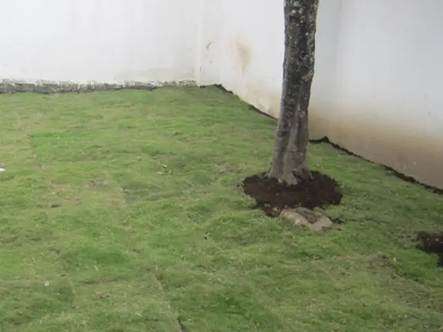 Pasto Japonés (Zoysia japonica)