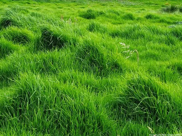 Pasto Kikuyo (Pennisetum clandestinum)