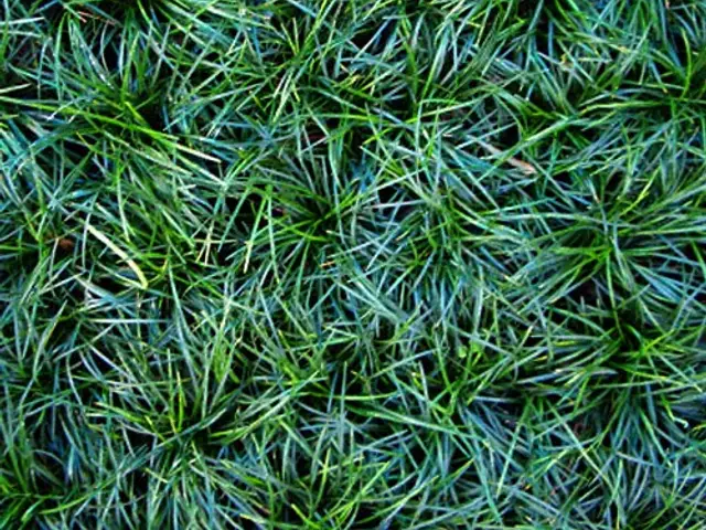 Pasto Mondo (Ophiopogon japonicus)