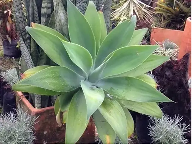 Penca de Porcelana (Agave spp.)