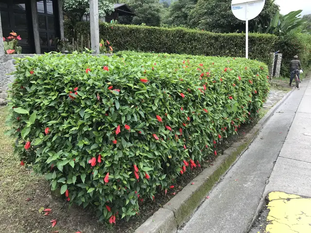 Pinocho (Abutilon megapotamicum)