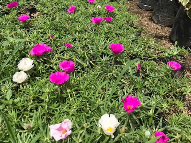 Portulaca (Portulaca grandiflora)