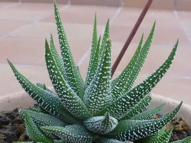 Suculenta (Haworthia fasciata)