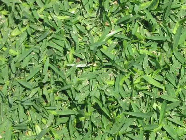 Trenza (Axonopus compressus)