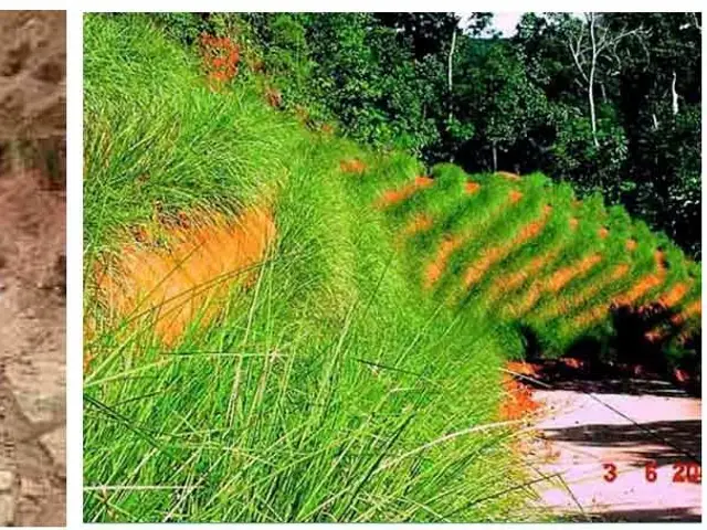 Vetíver (Vetiveria zizanioides)