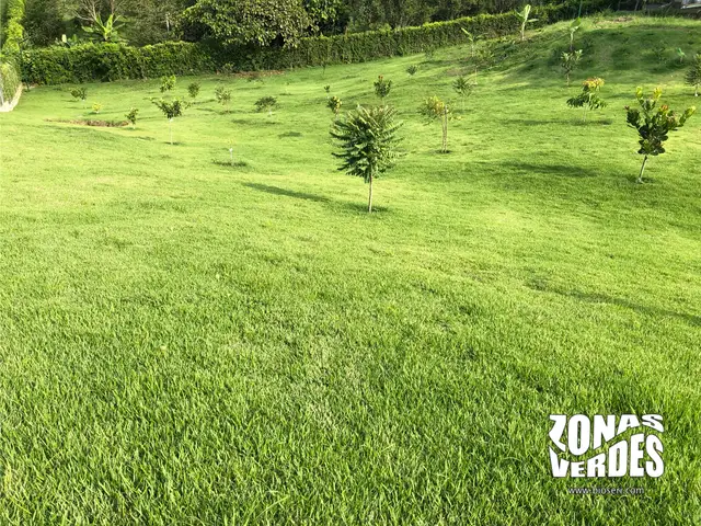 Zoysia toro (Zoysia sp.)